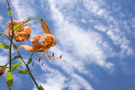 Bright orange tiger lily flowers and bud under blue sky with cloudの写真素材