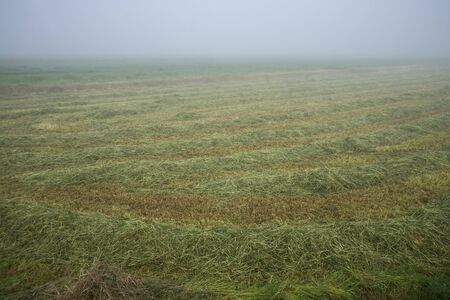 Mowed green pasture grass in foggy rural field