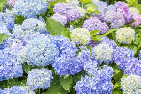 Colorful bright hydrangea flowers blossoming all over