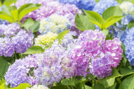 Colorful bright hydrangea flowers with fresh green leavesの写真素材
