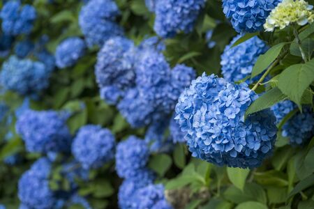 Blue hydrangea flowers in front of blurred blue hydrangea flowers