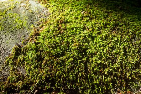 Close up bright green moss which covers the stoneの写真素材