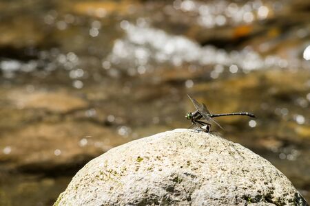 Lager dragonfly of Sieboldius albardae stuck on the stone in front of brookの写真素材