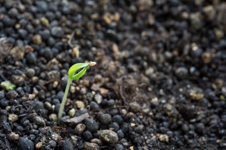 Small green tomato sprout not yet opened leaf on dark brown soilの写真素材