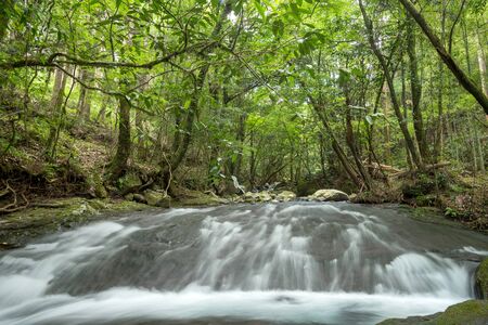 Shallow brook flowing down on rocky slope under bright green forestの写真素材
