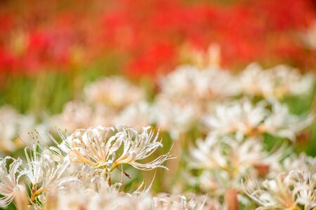 White spider lily flowers in front of red flowersの写真素材