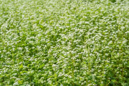 Close up white buckwheat flower field in autumnの写真素材