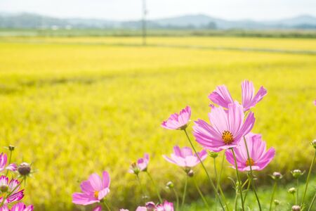 Light pink cosmos flowers in front of mature yellow rice fieldの写真素材
