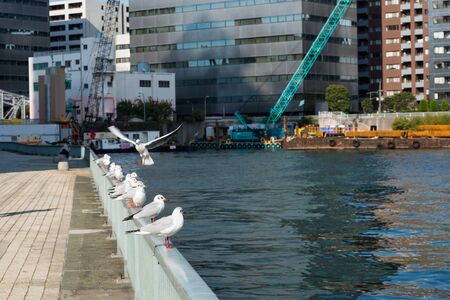 Row of black headed-gulls with winter hair that resting on the parapet side of riverの写真素材