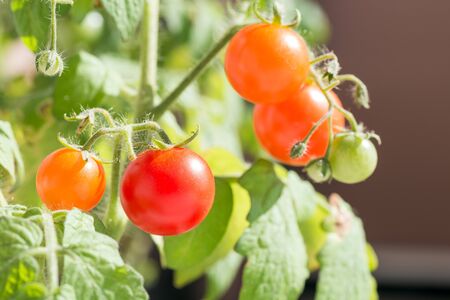 Ripe and unripe small tomatoes in front of brown backgroundの写真素材