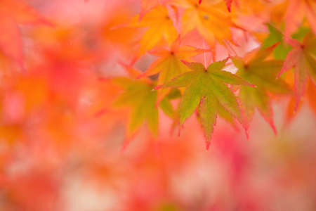 Green maple leaf with red border in front of red blursの写真素材