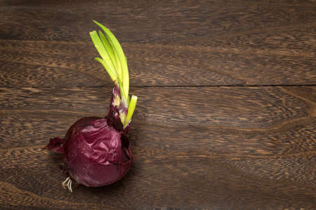Dark magenta onion with growing leaf on a dark brown tableの写真素材