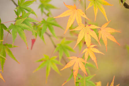 Close up yellow maple leaves in front of green maple leaves