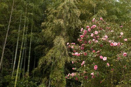 Pink camellia sasanqua flower in front of bamboo groveの写真素材