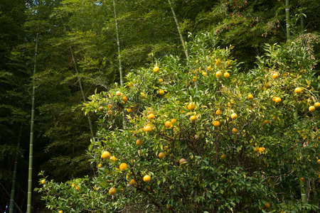 A tree with ripe yuzu fruits in front of bamboo groveの写真素材