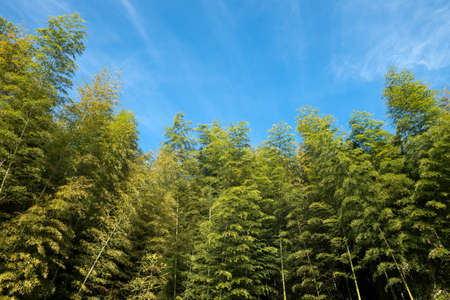 Tall yellow green bamboo grove under blue skyの写真素材