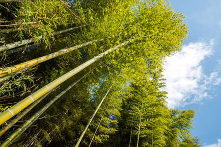 Close up diagonal green bamboo grove under skyの写真素材