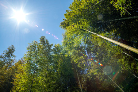 Green bamboo forest under the strong sun raysの写真素材