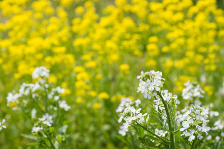White radish flowers in front of yellow flowers background