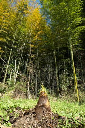 Bamboo shoot emerging from the ground in front of bamboo forestの写真素材