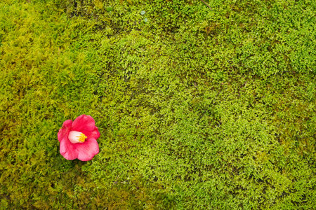Red camellia japonica flower on a green moss all over backgroundの写真素材
