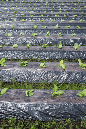Seedling of tobacco plant on field ridges covered with black agricultural sheets in verticalの写真素材