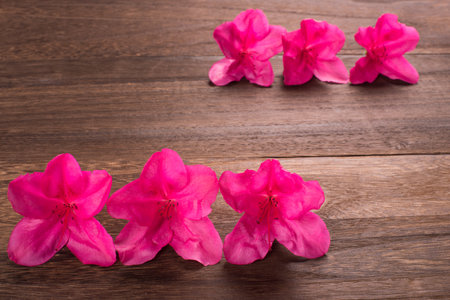 Lined magenta azalea flowers on a dark brown wooden tableの写真素材