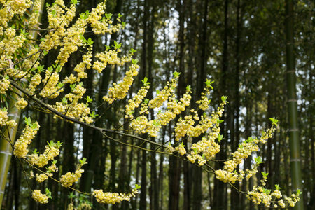 Pale yellow may chang blossoms in front of bamboo forestの写真素材