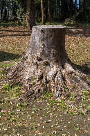 Withered tree stump and grass sparse ground in front of forestの写真素材
