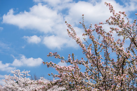 Asiatic apple blossoms on the stretched branches under blue sky with white cloudの写真素材