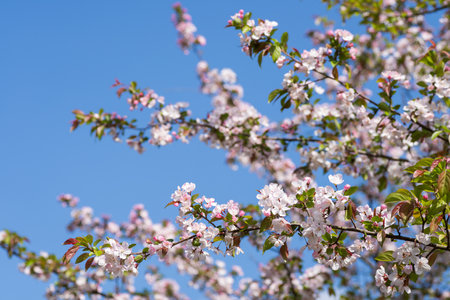 Asiatic apple blossoms in front of bokeh branches under blue skyの写真素材