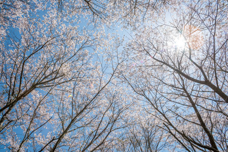 Looked up yoshino cherry blossoms forest under the sunの写真素材