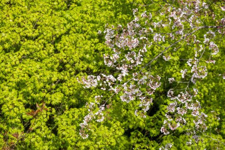 Yoshino cherry blossoms over fresh green japanese maple leavesの写真素材