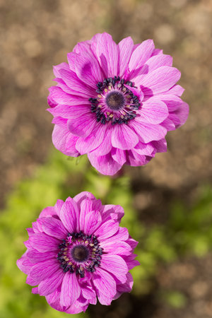 Close up two reddish purple anemone flowers in verticallyの写真素材