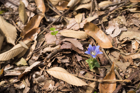 Purple gentiana zollingeri flower blooming from the ground with many fallen leavesの写真素材
