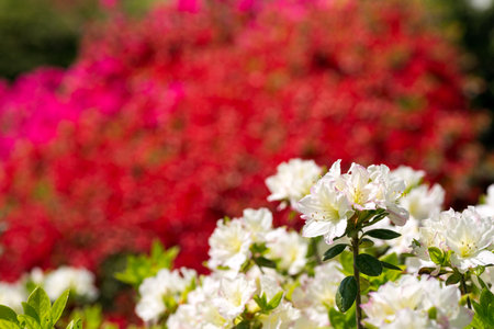 White azalea blossoms in front of red flower bokehの写真素材