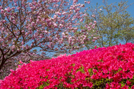 Deep pink azalea blossoms under double cherry blossomsの写真素材