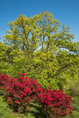 Bright red azalea blossoms in front of fresh green tree under blue skyの写真素材