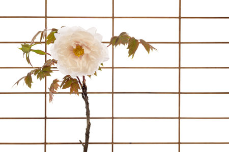 White tree peony flower in front of wooden lattice door with shoji paper screenの写真素材
