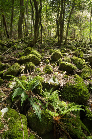 Green fern leaves on mossy stone in front of green primeval forest in verticallyの写真素材