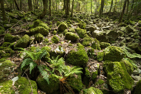 Green fern leaves on mossy stone in front of green primeval forestの写真素材