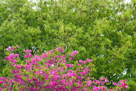 Pink azalea blossoms in front of fresh green tree leavesの写真素材