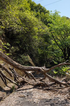 Road leading into a forest blocked by fallen trees