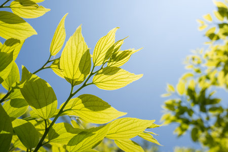fresh green chinese hackberry leaf under blue sky