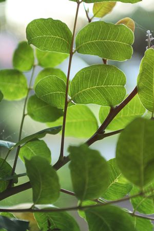 green leavesの写真素材