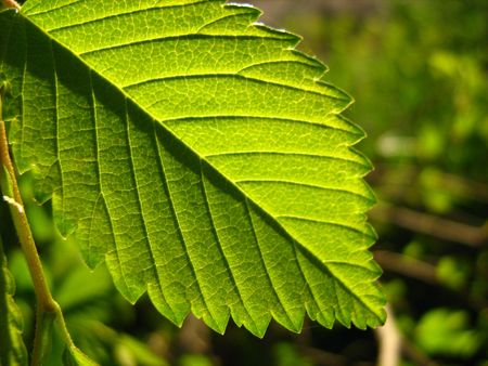 bright tender foliage
