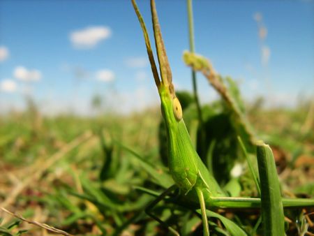 green  grasshopperの写真素材
