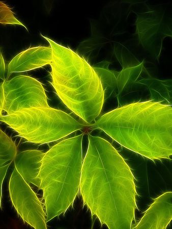  colorful foliageの写真素材