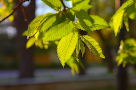 beautiful foliageの写真素材