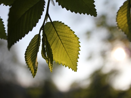 beautiful foliageの写真素材